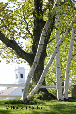 Temple, NH - White Birches
